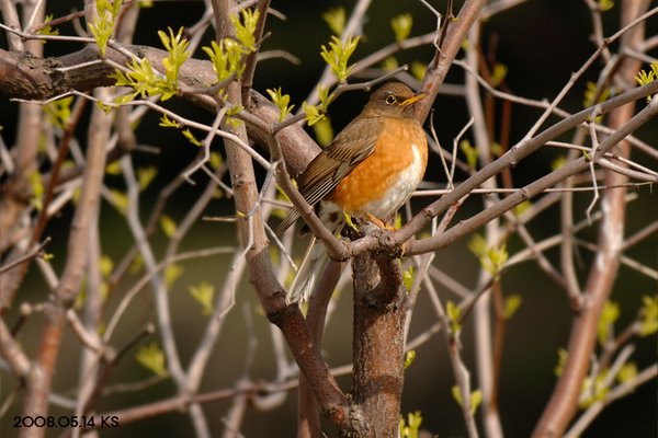 붉은배지빠귀